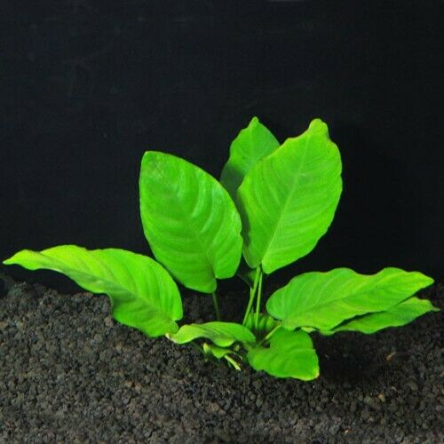 ANUBIAS BARTERI V. NANA ONE Plant -Freshwater Aquatic Live Plants SUPER PREICE !