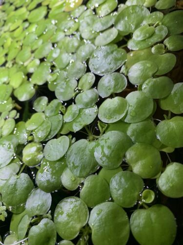 15+2 Free Amazon Frogbit Limnobium Laevigatum Floating Plant Aquarium Aquascape