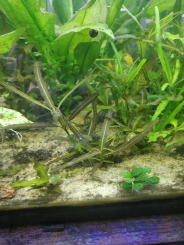Hygrophila polysperma Tiger live aquatic plant aquarium plant 5+ plants