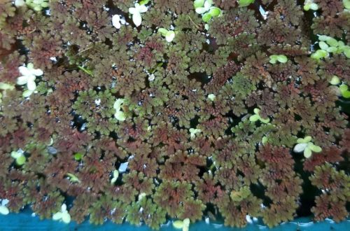 Azolla Fairy Moss Live Pond Aquarium Floating Plant 30 Small Plants Starter
