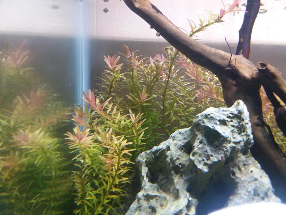 rotala rotundifolia live aquarium stem plant