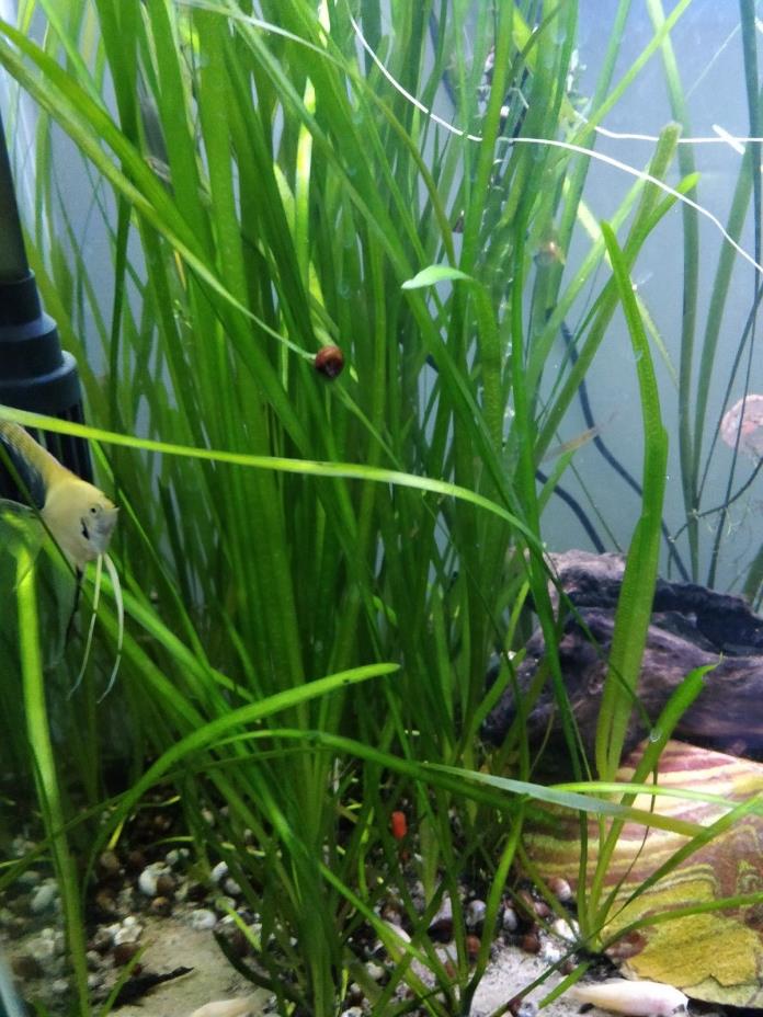 5 Vallisneria Jungle Val  plants Fresh Live Aquarium Plants