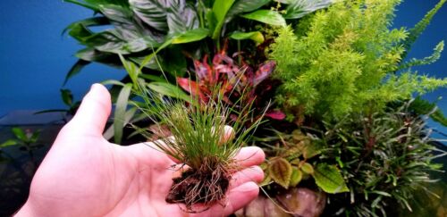 Dwarf Wire Grass, Live Plant, Aqarium, Terrarium  Paludarium