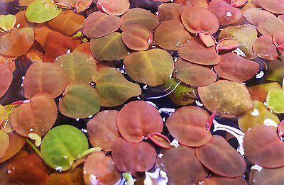 40+ Amazon Frogbit Red Root Flooters Floating Pond/Aquarium Plants Package Java