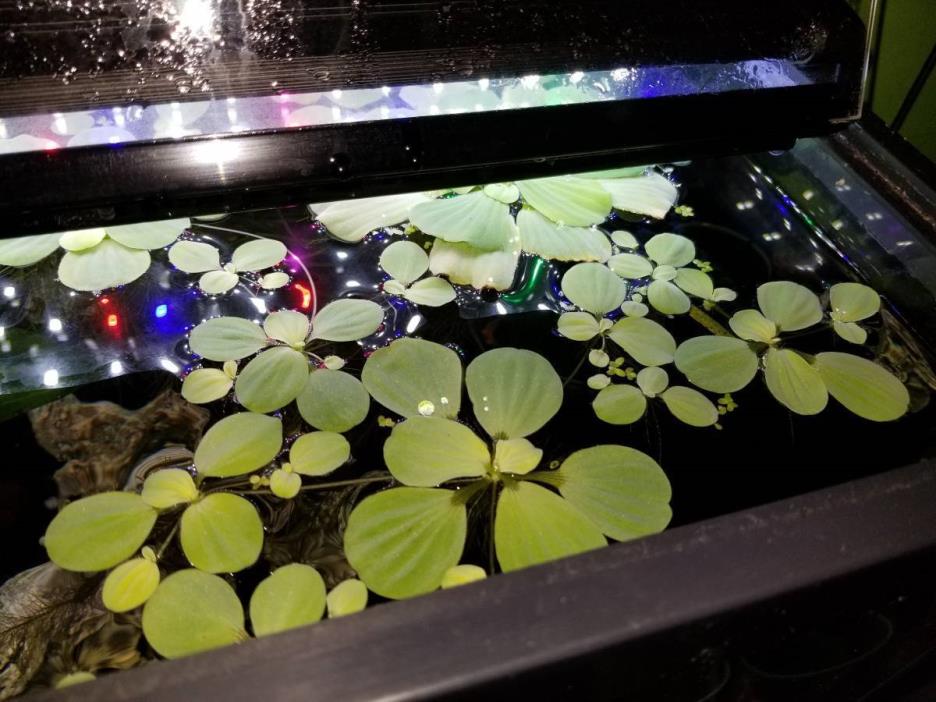 12 Water Lettuce Aquarium Pond Plants (2