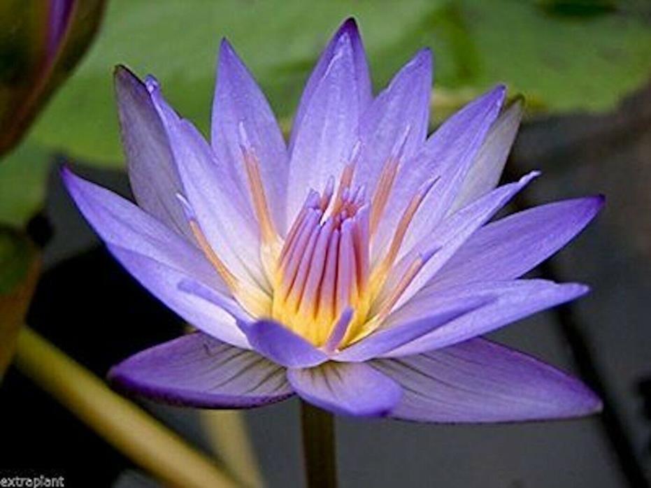Live Nymphaea Piriya BLUE TROPICAL Water Lily Tuber Rhizome Pond A083 (see**)