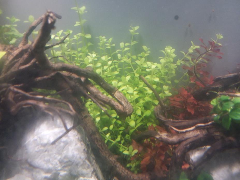 Lindernia Rotundifolia 10 stems Live Aquarium Plant