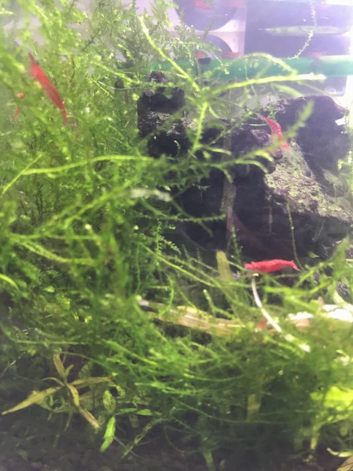 Christmas Moss Live Aquarium Plant Golf Ball Size Vesicularia Montagnei