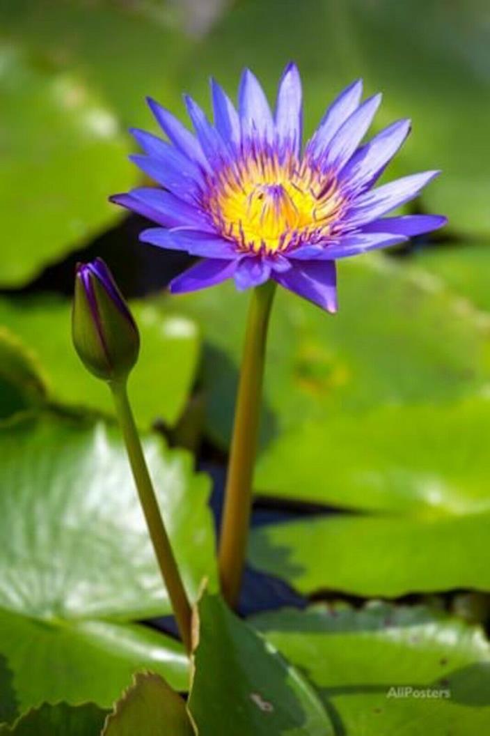 Live Nymphaea Sea blue BLUE TROPICAL Water Lily Tuber Rhizome Pond A072 (see**)