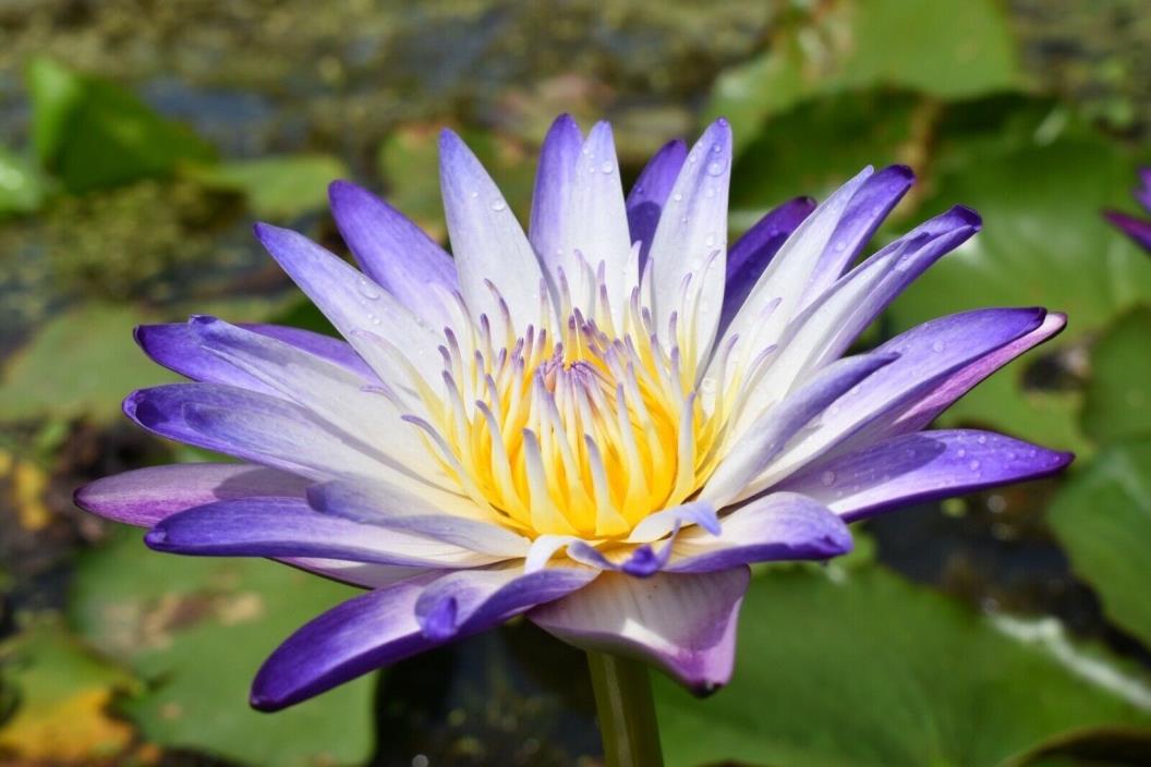 Nymphaea Purple Joy White/Purple TROPICAL Water Lily Tuber Pond A076 (see**)
