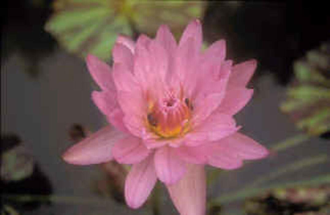 Nymphaea Ply PINK TROPICAL Water Lily Tuber Rhizome Pond Plant A068 (see**)