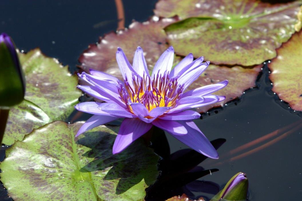 Nymphaea Roong Napa BLUE TROPICAL Water Lily Tuber Rhizome Pond A082 (see**)