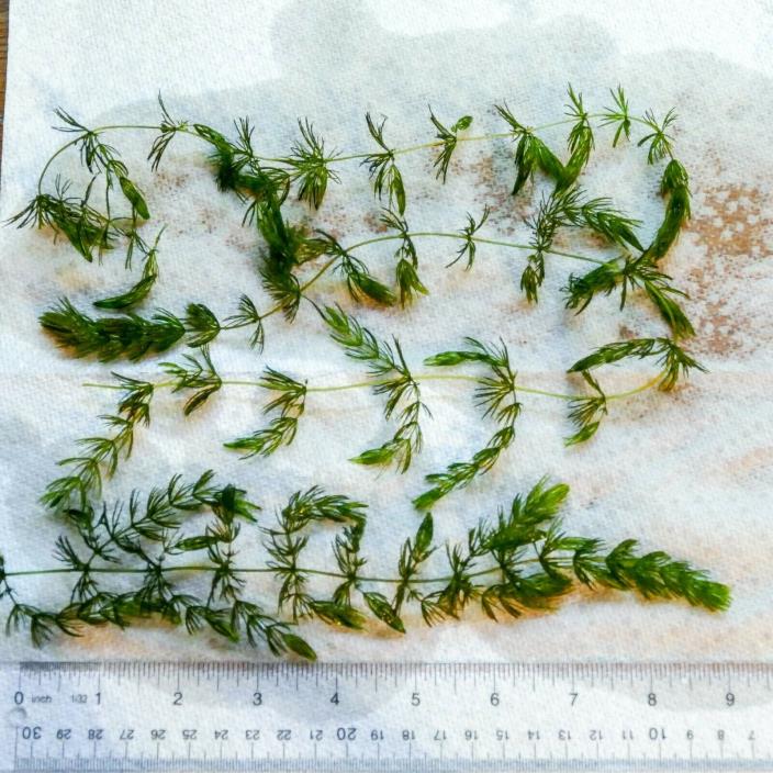 Hornwort/Coontail (Ceratophyllum Demersum). Easy Beginner Plant! B2G1 Free!