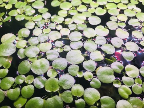 14+ LIVE AMAZON FROGBIT