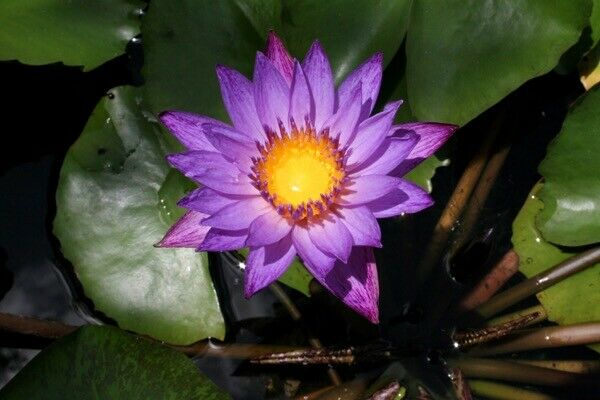 Nymphaea Lindsey Woods PURPLE TROPICAL Water Lily Tuber Pond Plant A075 (see**)