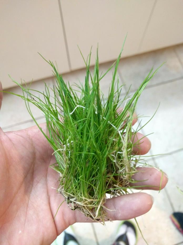 Dwarf Hairgrass one Clump Eleocharis Parvula