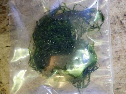 Java Moss golf ball size portion.  Aquarium plant.  Aquatic plant. Moss