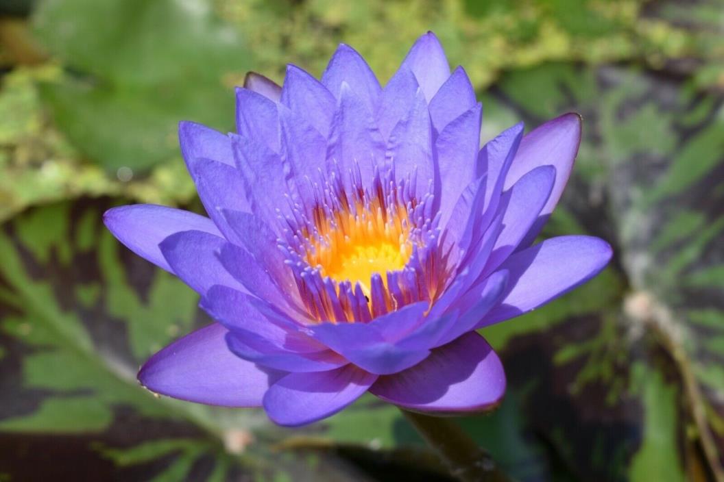 Nymphaea Lady Blue BLUE TROPICAL Water Lily Tuber Pond Plant A080 (see**)