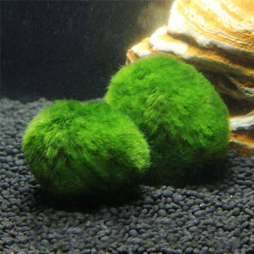 Balls Green Triangle Aquatic Plants Fish Tank Landscape Decor