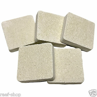 5 Cured Reef Frag Tiles Live Coral Propagation Free USA Shipping