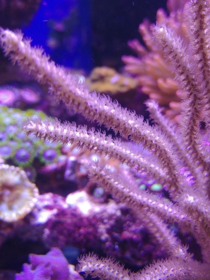 Live Spiny Photosynthetic Gorgonian Frag Coral Saltwater Marine FREE SHIPPING
