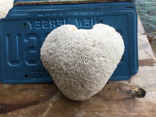 Brain coral Heart Shape rock,natural aquarium decor 3 Lb