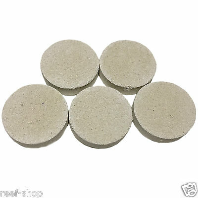 5 Cured Reef Frag Discs Live Coral Propagation Free USA Shipping