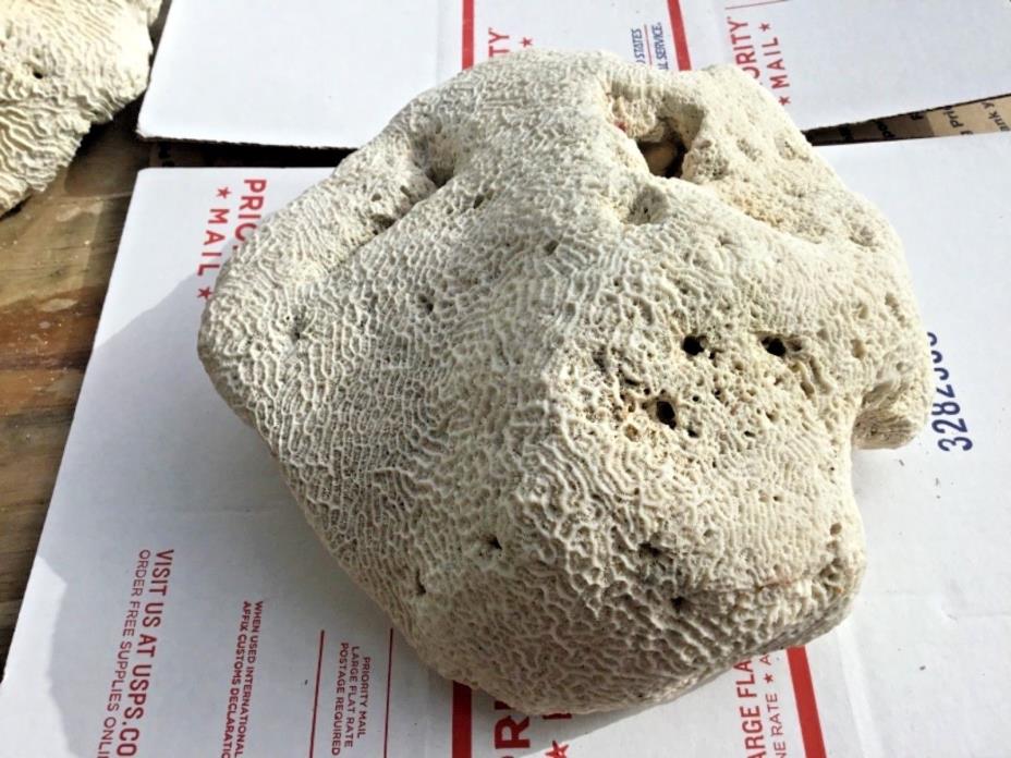 Brain coral large  rock,natural aquarium decor 12 1/2 lb