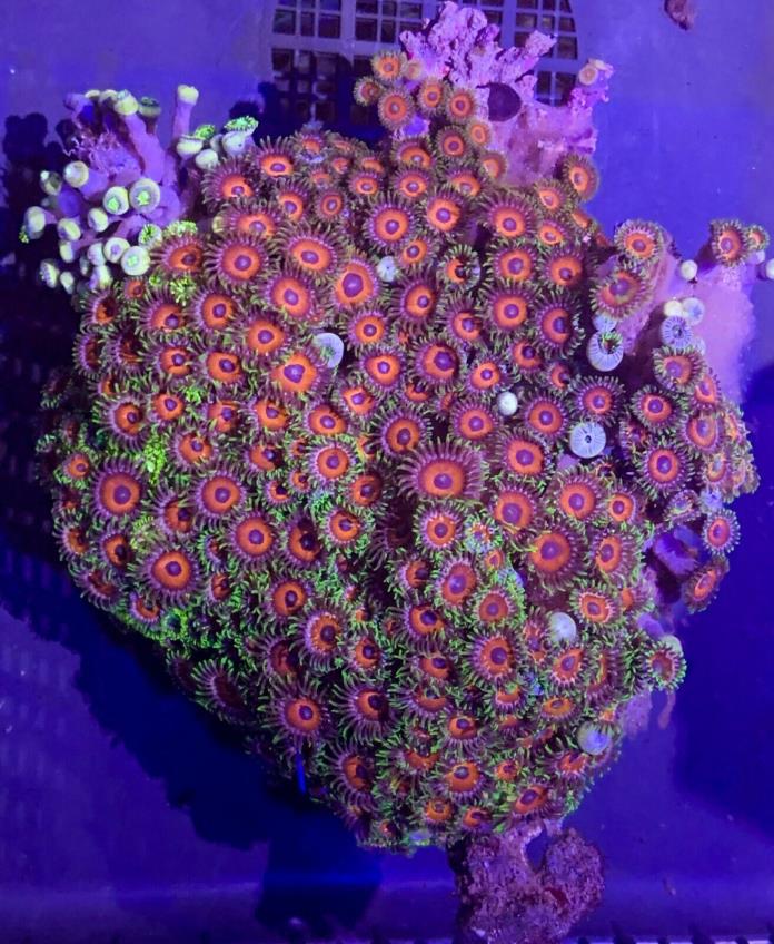 Zoanthid Colony Live Coral WYSIWYG Item# 18R