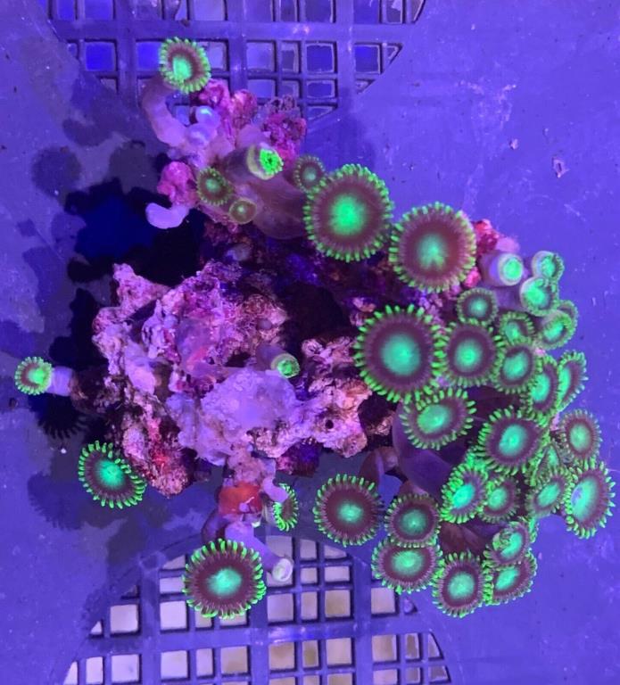 Zoanthid Mini Colony Live Coral WYSIWYG Item# 77G