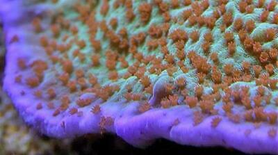 Jedi Mind Trick Montipora Frag