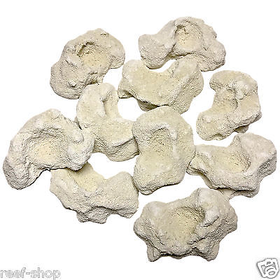 10 Cured Reef Rock Frag Plugs Live Coral Propagation Free USA Shipping