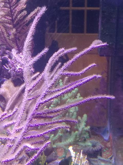 Live Purple Fuzzy Frag Photosynthetic Gorgonian Saltwater Coral FREE SHIPPING