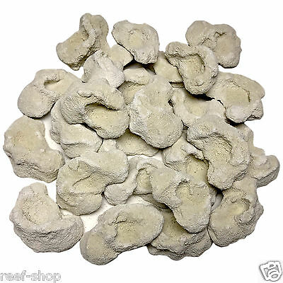 25 Cured Reef Rock Frag Plugs Live Coral Propagation Free USA Shipping