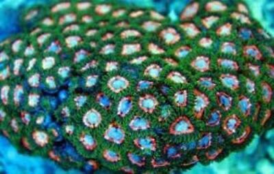 JF Fairy Tales Zoanthids Frag