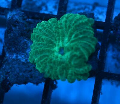 Green Mushroom Frags 1 Polyp