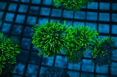 Electric Green GSP (Green Star Polyps)