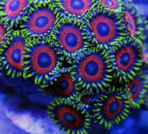Watermelon Zonthaiths 10 POLYPS Zoas Frag live coral Reef LPS SPS Acropora Reef