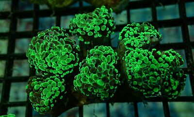 Aussie Marbled Green Branching Hammer Colony WYSIWYG