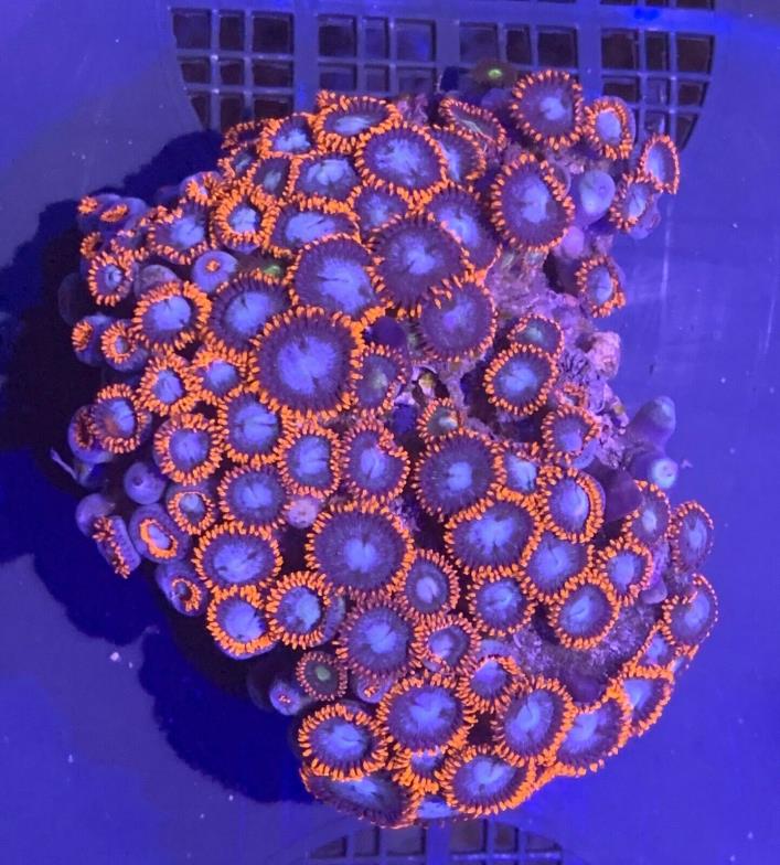Australian Zoanthid Colony Live Coral WYSIWYG o27