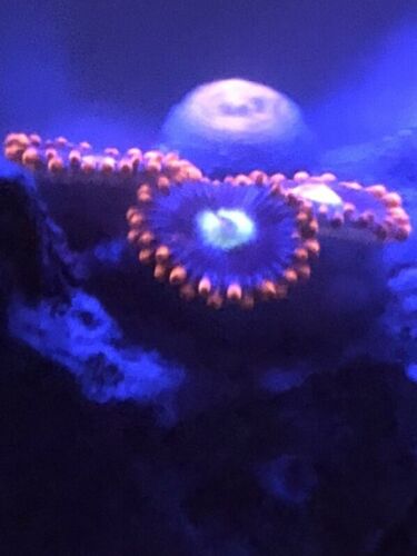 ELECTRIC NEON SUPERMAN ZOANTHID  LIVE CORAL FRAG REEF SALTWATER ZOAS MARINE