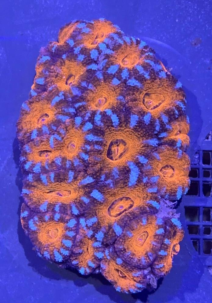 Acan Live Coral WYSIWYG o44