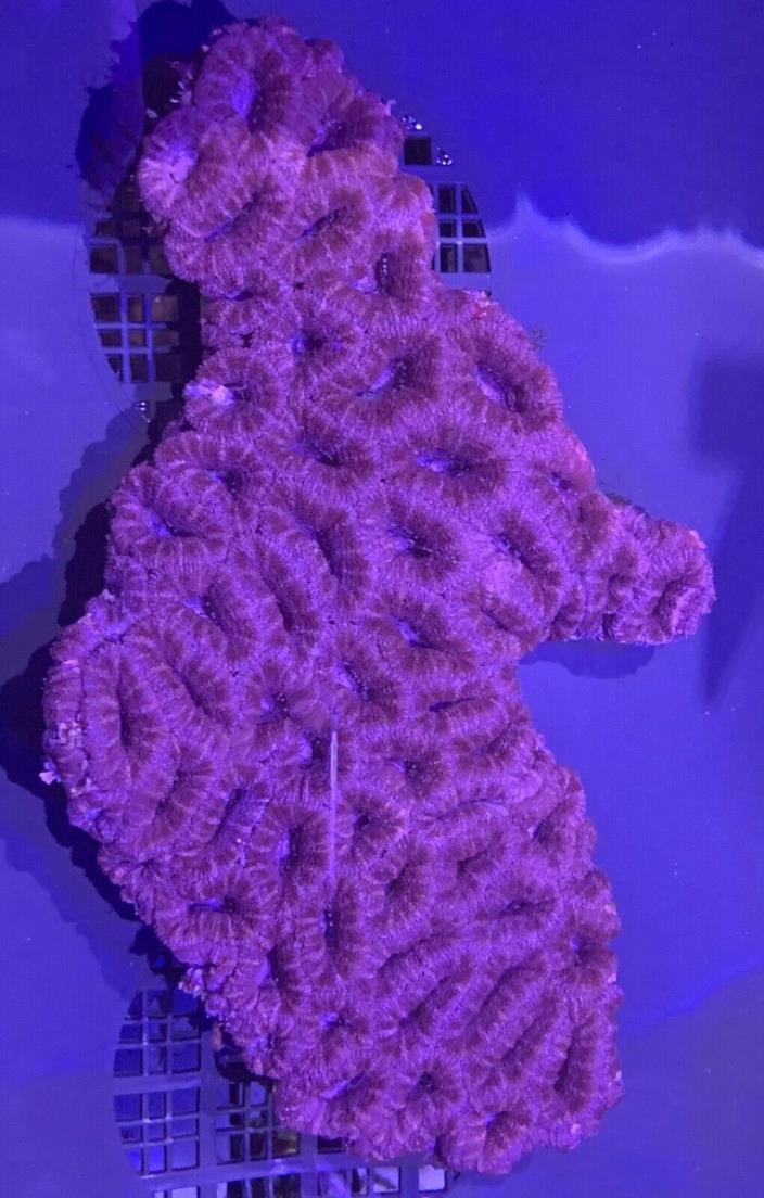 Purple Acan Live Coral WYSIWYG G76