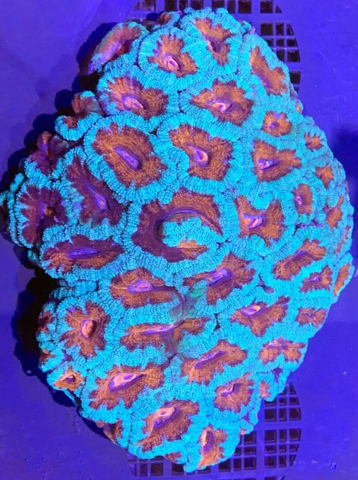 Large Acan Live Coral WYSIWYG G66