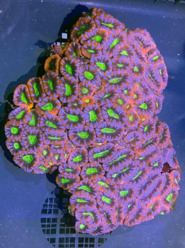 XL Ultra Acan Live Coral WYSIWYG G60