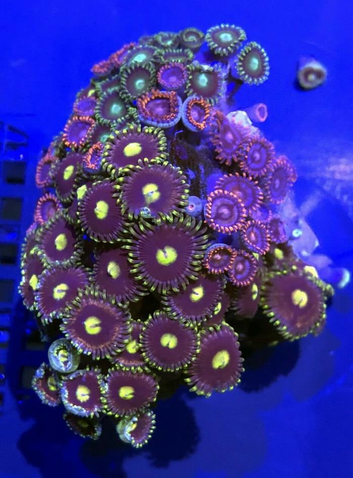 Zoanthid Mini Colony Live Coral WYSIWYG 40R