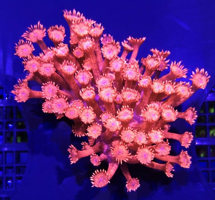 Red Goniopora Colony Live Coral WYSIWYG 39G