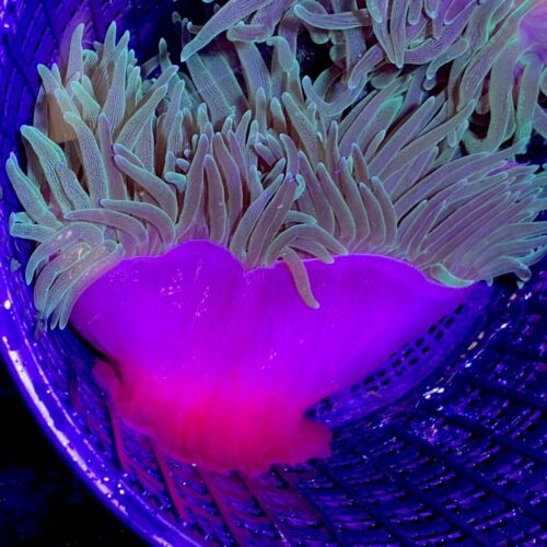 Green Striated Bubbletip Anemone - Colored Foot WYSIWYG Live Coral Ultra