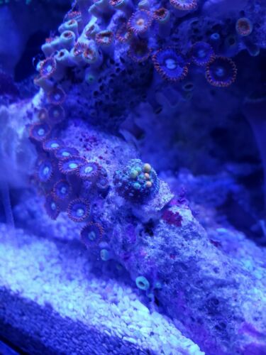 WYSIWYG WWC OG Bounce Mushroom! Ricordia, SPS, Live Coral.