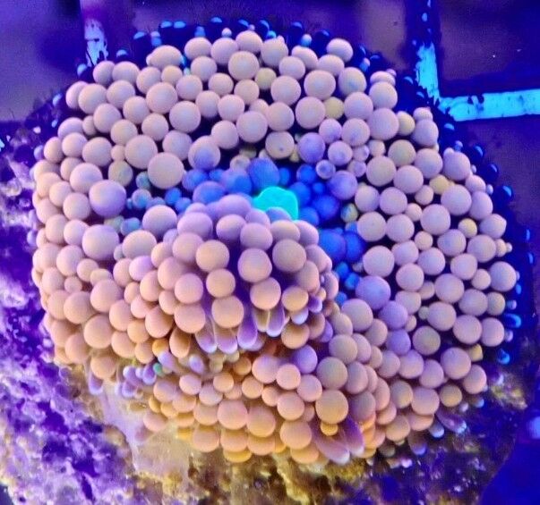 WYSIWUG Orange Ricordea Mushroom Reef - Live Coral LPS SPS ZOANTHAIDS